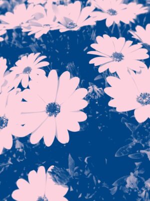 Blue Photo of Petaled Flowers